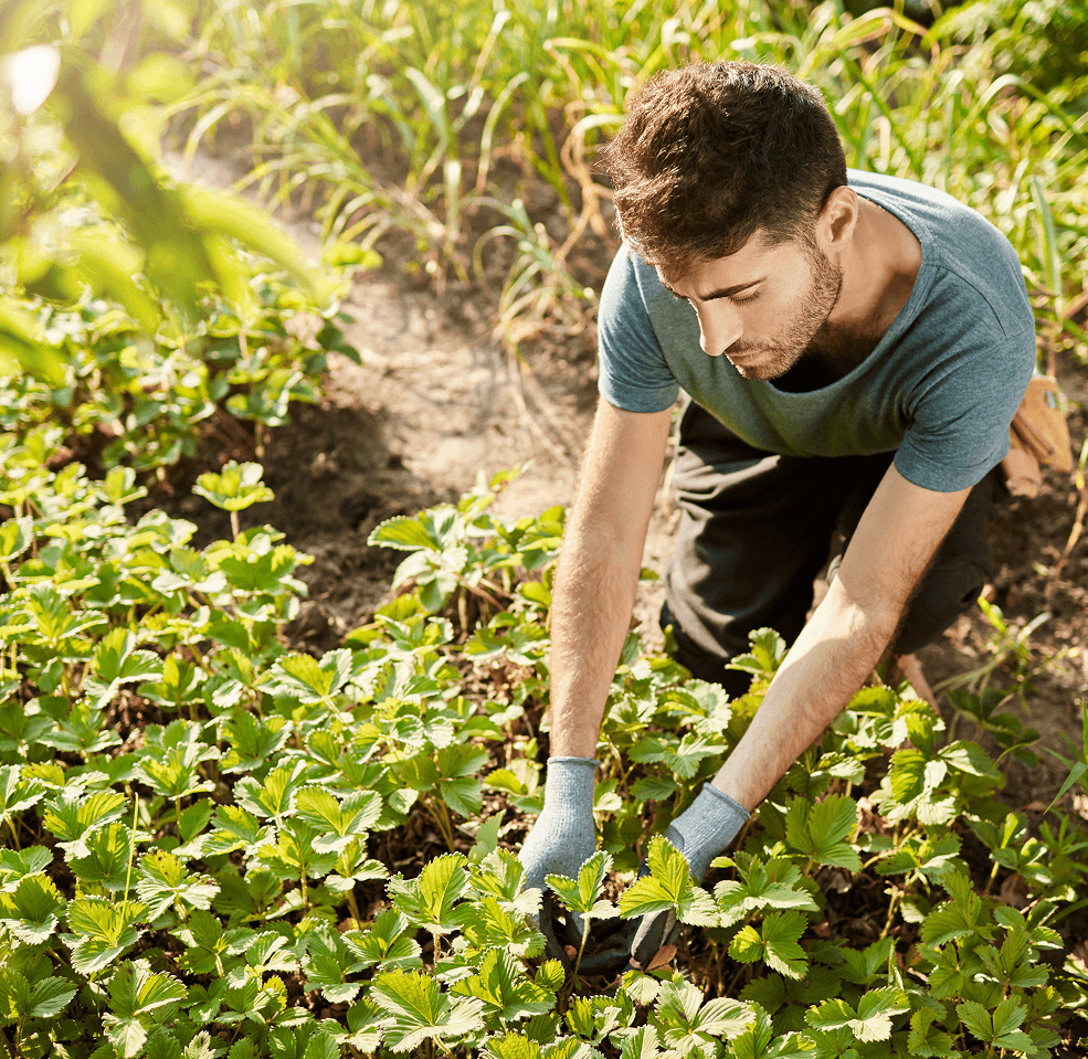 Farmer working in field
